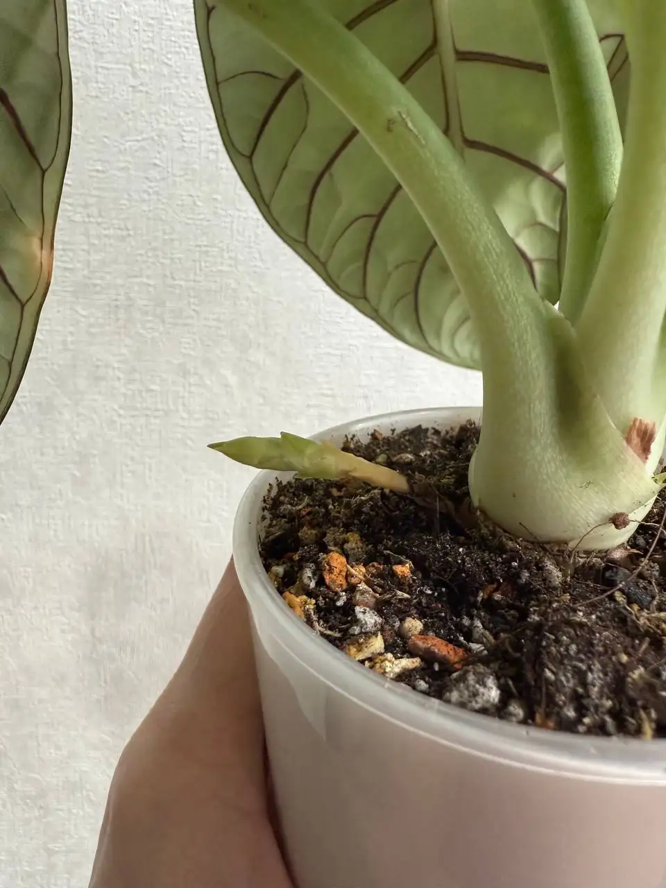 Серебряный дракон комнатное растение - Комнатные растения (Хобби и отдых) в Красноярск