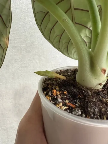 Серебряный дракон комнатное растение - Садоводство и комнатные растения в Красноярск