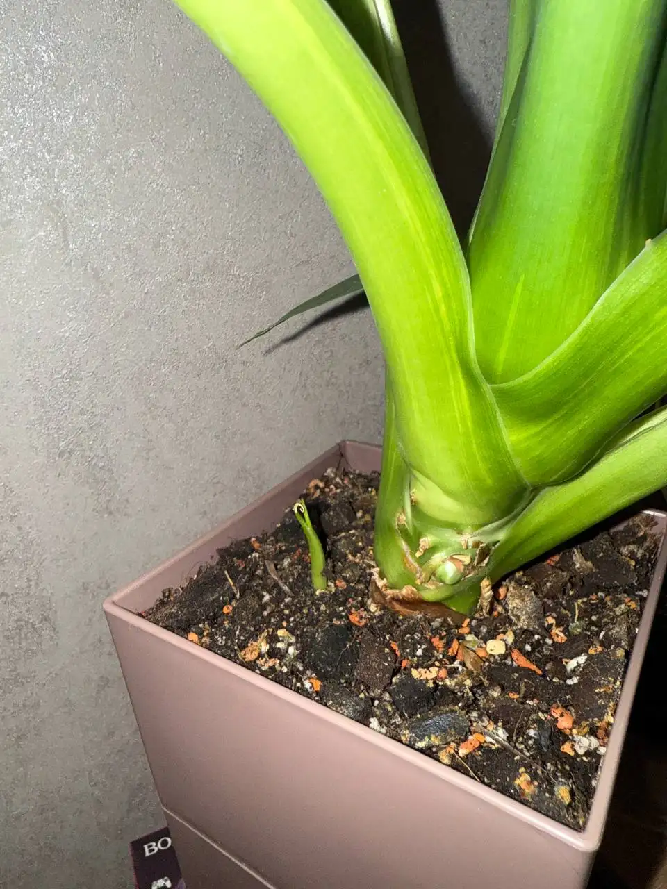 Комнатные растения в Красноярске - Комнатные растения (Хобби и отдых) в Красноярск