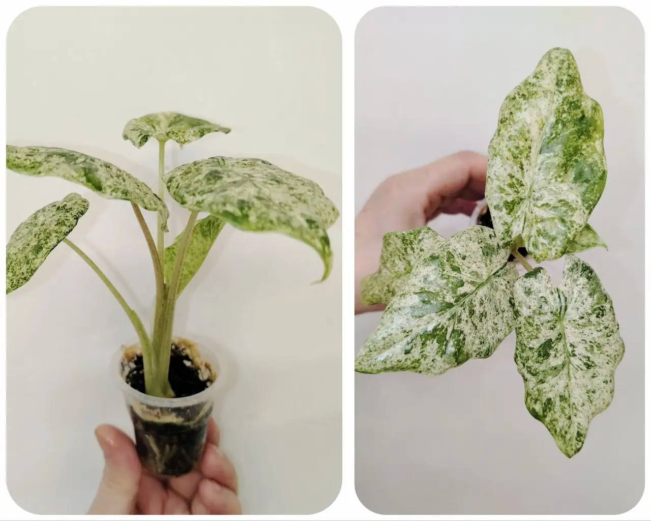 Алоказия детка Одора Батик - Комнатные растения (Хобби и отдых) в Красноярск