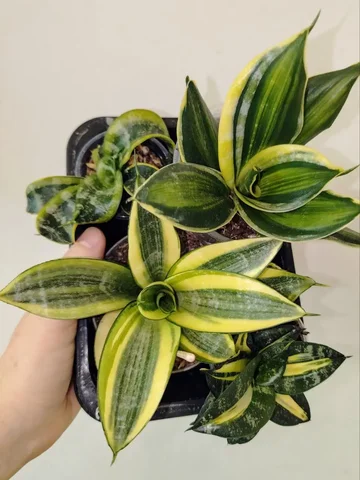 Набор сансевиерий Ханни - Садоводство и комнатные растения в Красноярск