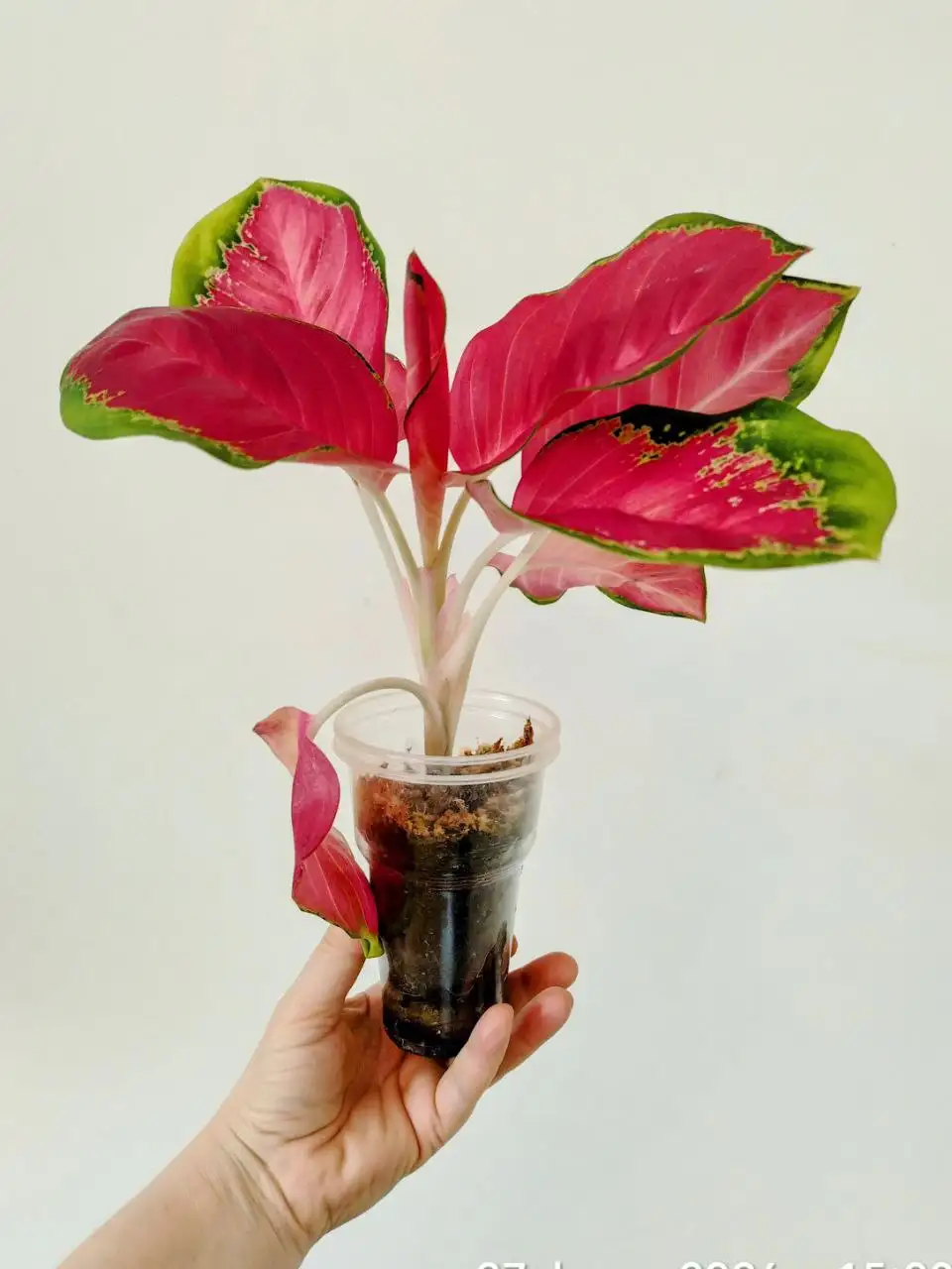 Продажа аглаонемы - Комнатные растения (Для дома и дачи) в Сосновоборск