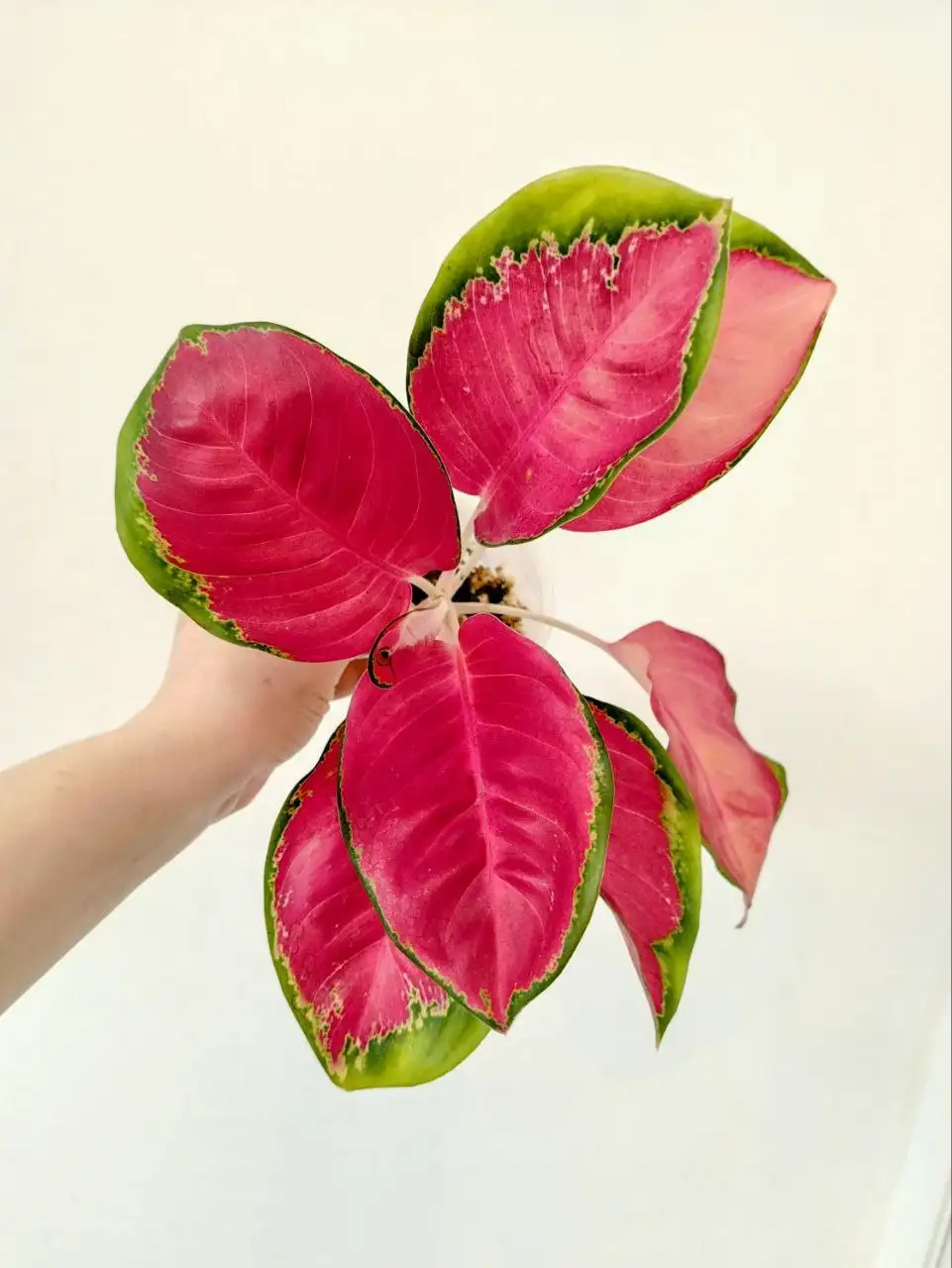 Продажа аглаонемы - Комнатные растения (Для дома и дачи) в Сосновоборск