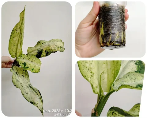 Диффенбахия Снежный шторм и Камуфляж детка - Садоводство и комнатные растения в Красноярск