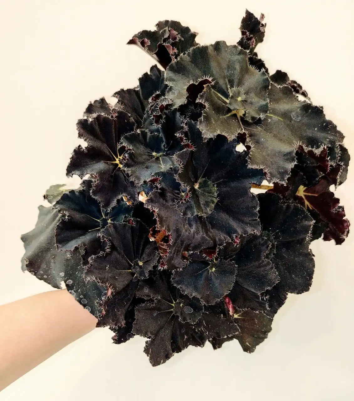 Бегония Чёрная Мамба - Комнатные растения (Хобби и отдых) в Красноярск