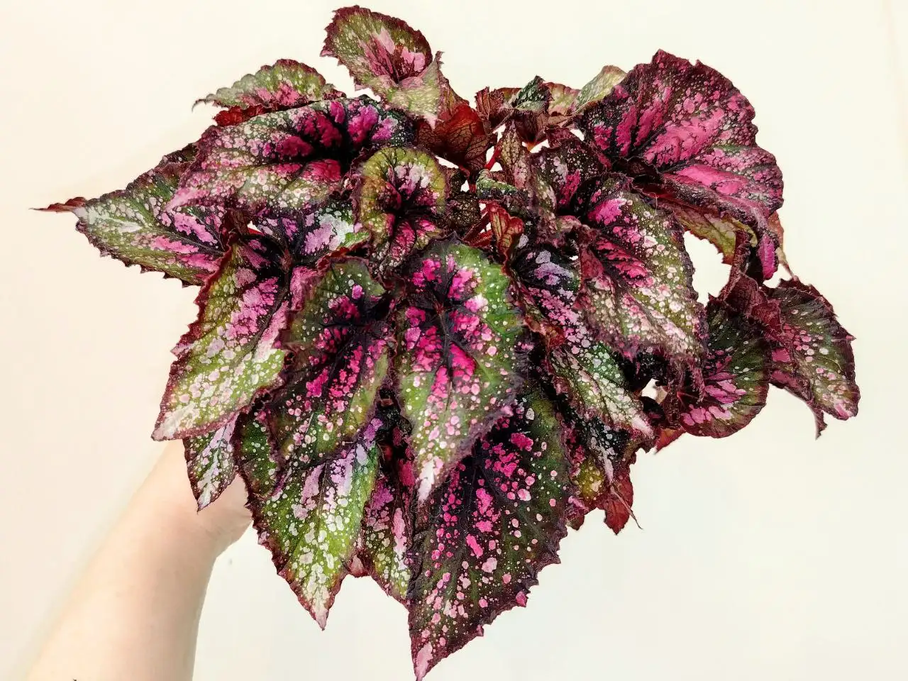 Декоративно-лиственная бегония Мери Кристмас - Комнатные растения (Хобби и отдых) в Красноярск