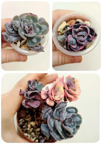 Эхеверии с материнским пнем и детками - Садоводство и комнатные растения в Красноярск