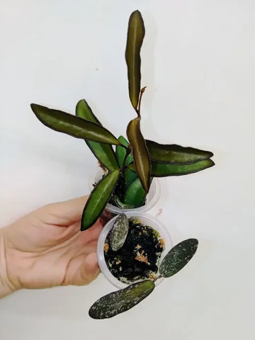 Хойи набором: Сигилатис и Вайетти - Садоводство и комнатные растения в Красноярск