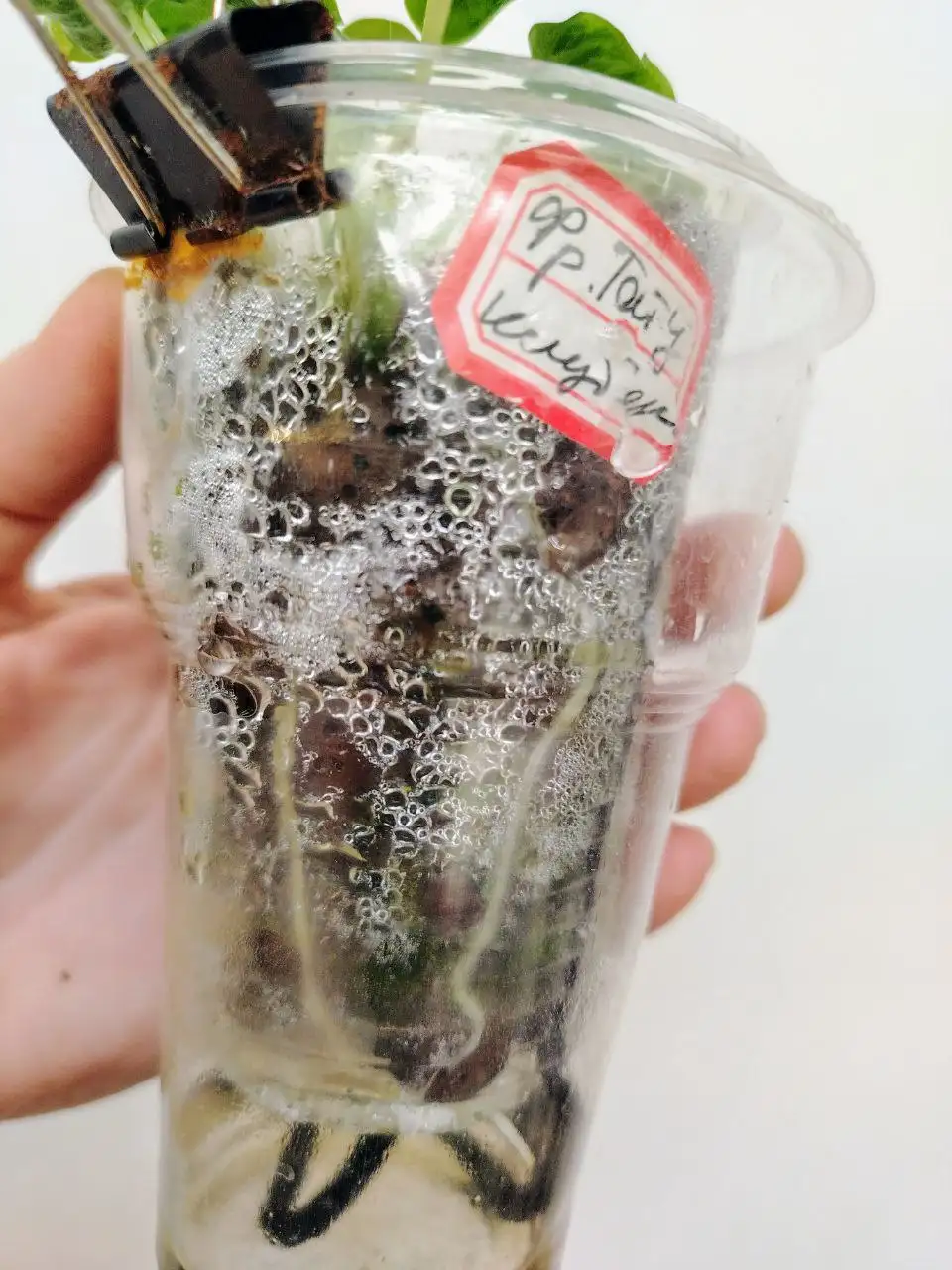 Алоказия Фрайдек Тату из клубня - Комнатные растения (Хобби и отдых) в Красноярск