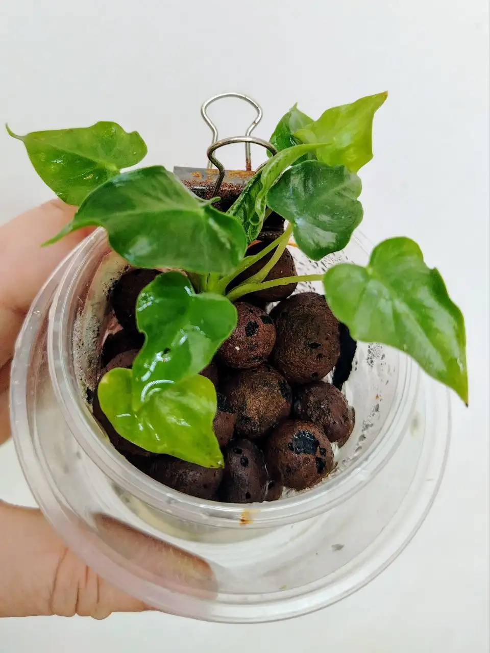 Алоказия Фрайдек Тату из клубня - Комнатные растения (Хобби и отдых) в Красноярск