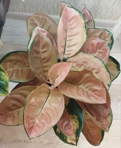 Комнатные растения в Красноярске - Для дома и дачи в Красноярск