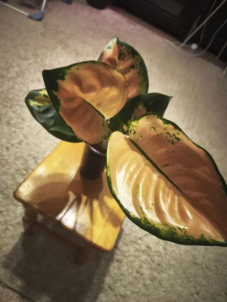 Комнатные растения в Красноярске - Комнатные растения (Барахолка) в Красноярск