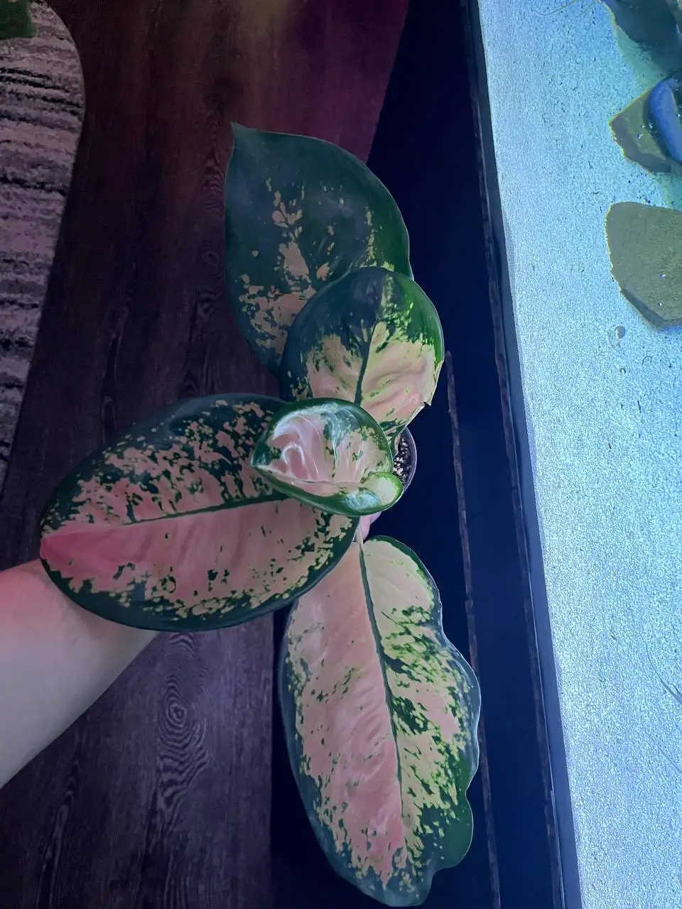 Комнатное растение Света от аквы - Комнатные растения (Хобби и отдых) в Красноярск