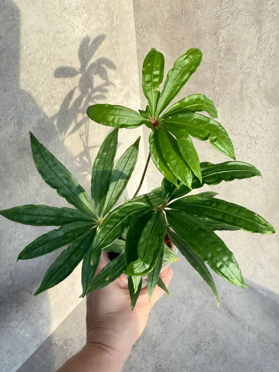 Продажа комнатных растений - Комнатные растения (Хобби и отдых) в Красноярск