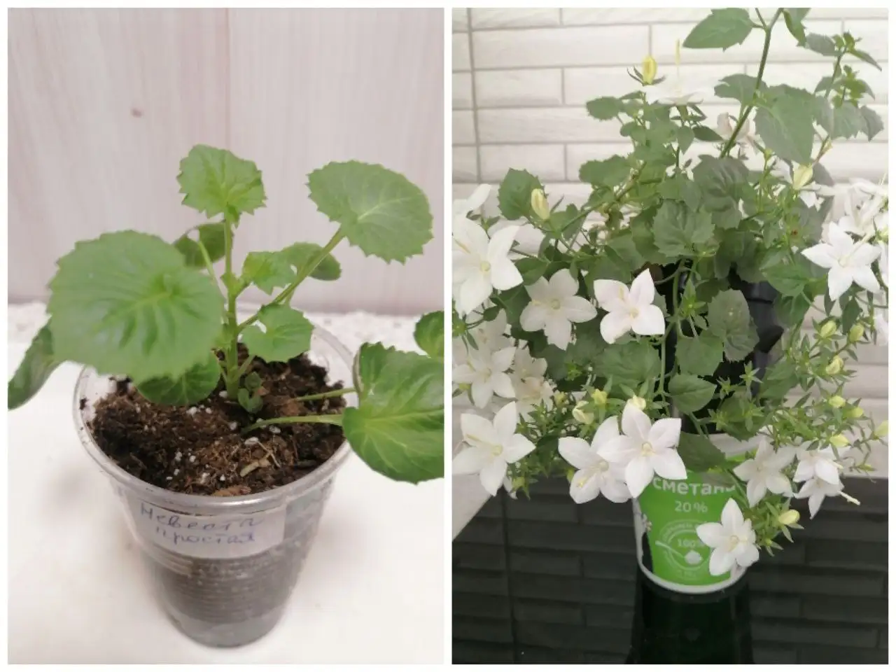 Кампанула Невеста комнатное растение - Комнатные растения (Хобби и отдых) в Красноярск