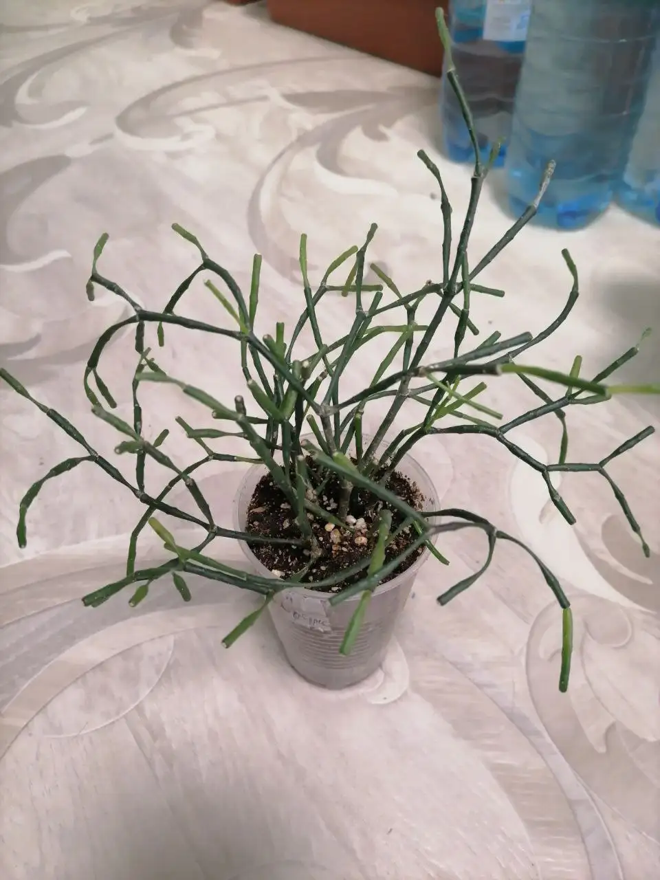 Хатиора с желтыми цветами - Комнатные растения (Хобби и отдых) в Красноярск