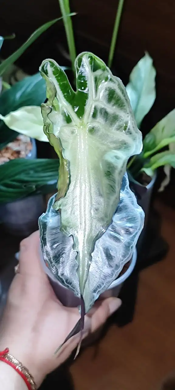 Красивых листиков на вечер - Комнатные растения (Хобби и отдых) в Красноярск