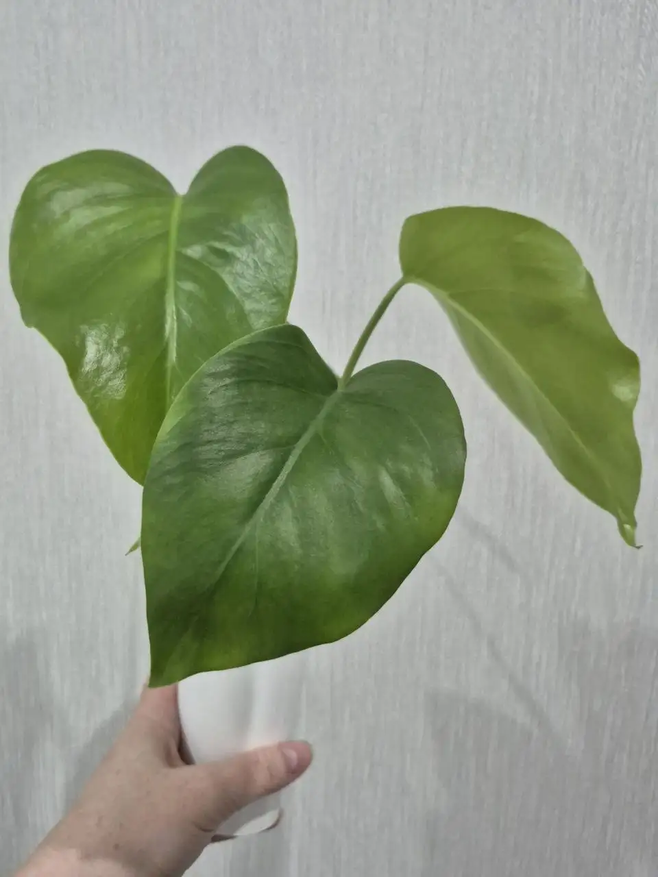 Две детки монстеры на пеньке - Комнатные растения (Хобби и отдых) в Красноярск