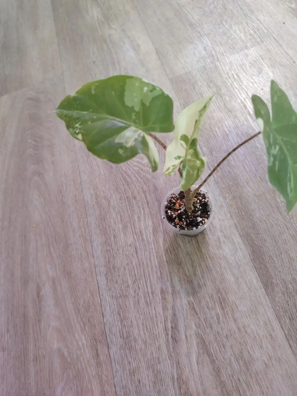 Алоказия Тивера вар - Комнатные растения (Хобби и отдых) в Красноярск