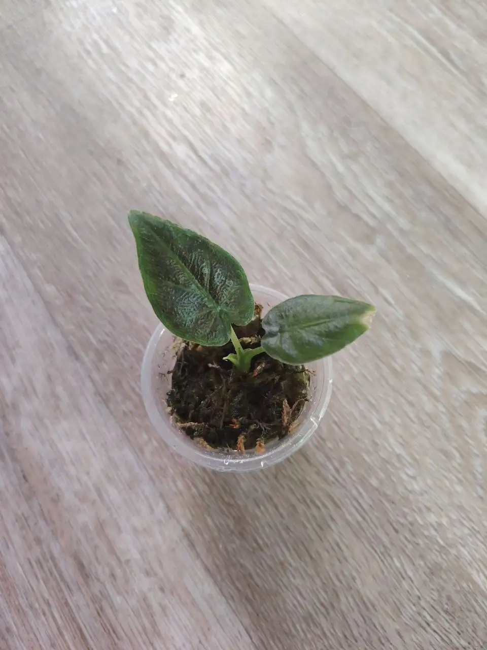 Алоказия Анторо вельвет - Комнатные растения (Хобби и отдых) в Красноярск