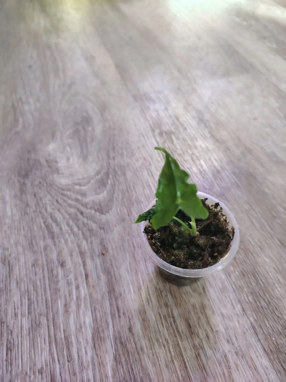 Продажа алоказии телетуби - Комнатные растения (Хобби и отдых) в Красноярск