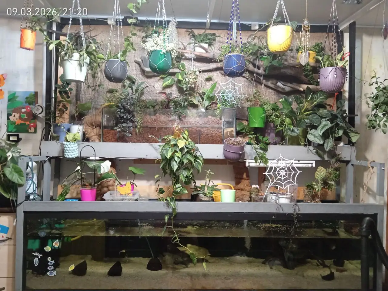 Растения для подвесного размещения - Комнатные растения (Хобби и отдых) в Красноярск