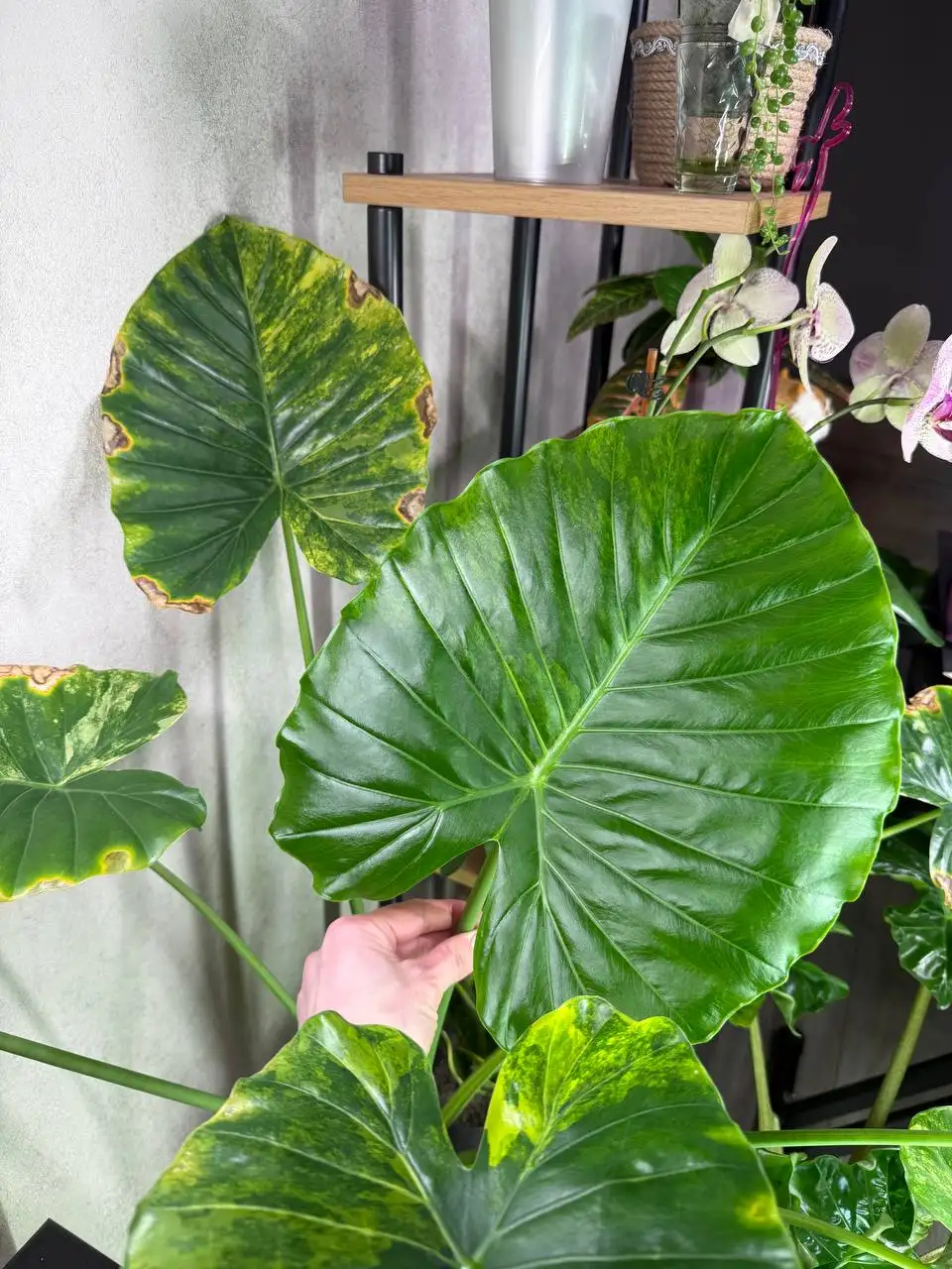 Проблема с листьями комнатного растения - Комнатные растения (Хобби и отдых) в Красноярск
