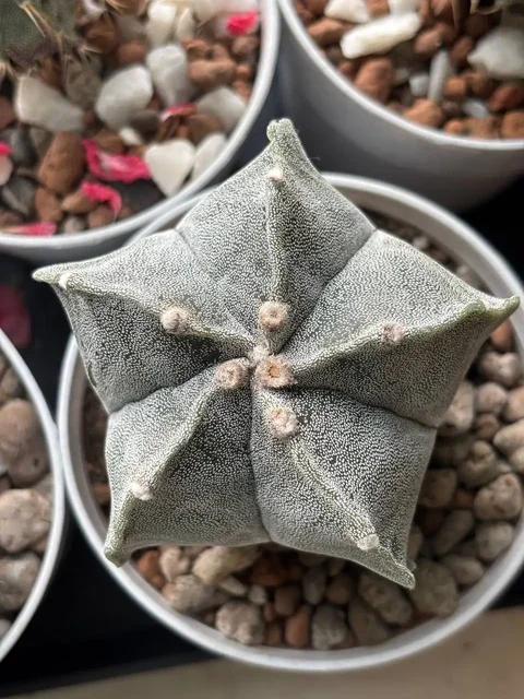 Продажа астрофитума в Красноярске - Татуировки в Красноярск