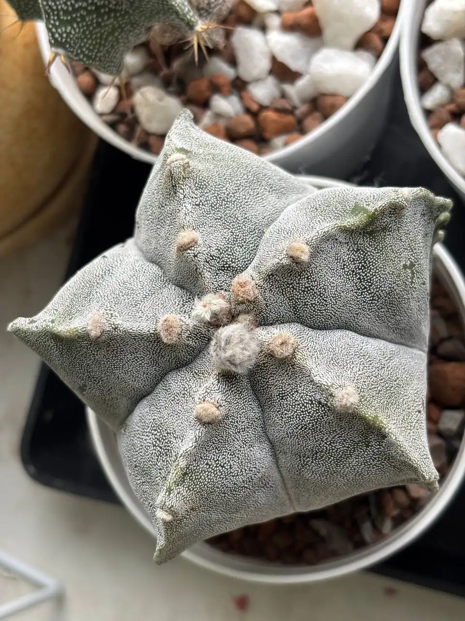 Продажа астрофитума в Красноярске - Комнатные растения (Хобби и отдых) в Красноярск