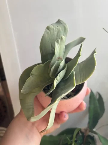 Продажа Красулы Фальката в Красноярске - Татуировки в Красноярск