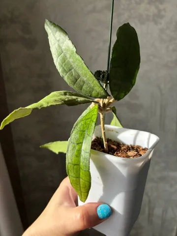 Черенок Хойи Финлайсони Лонг Лиф с корнями - Татуировки в Красноярск