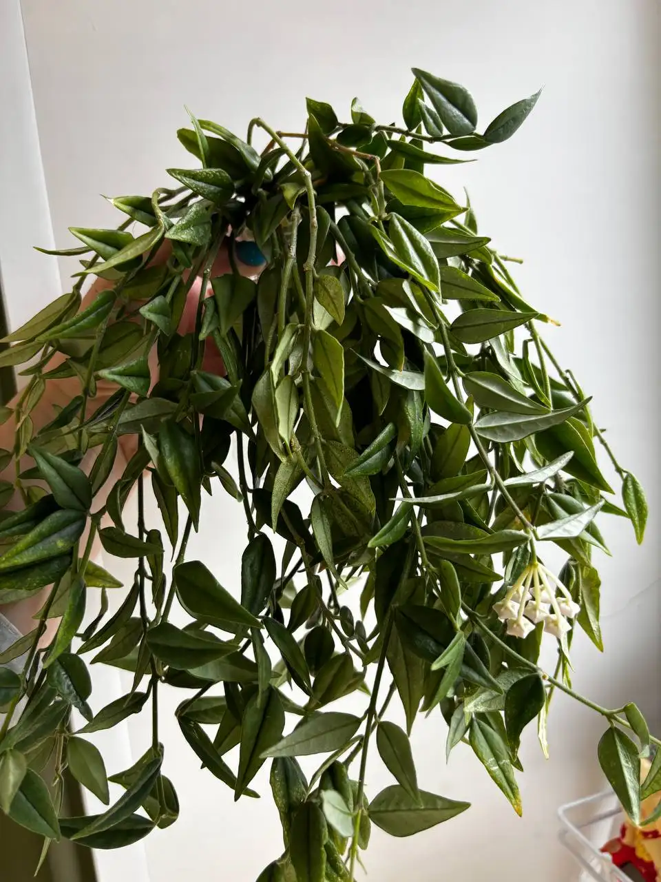 Черенки Белла хойя в воде - Комнатные растения (Хобби и отдых) в Красноярск