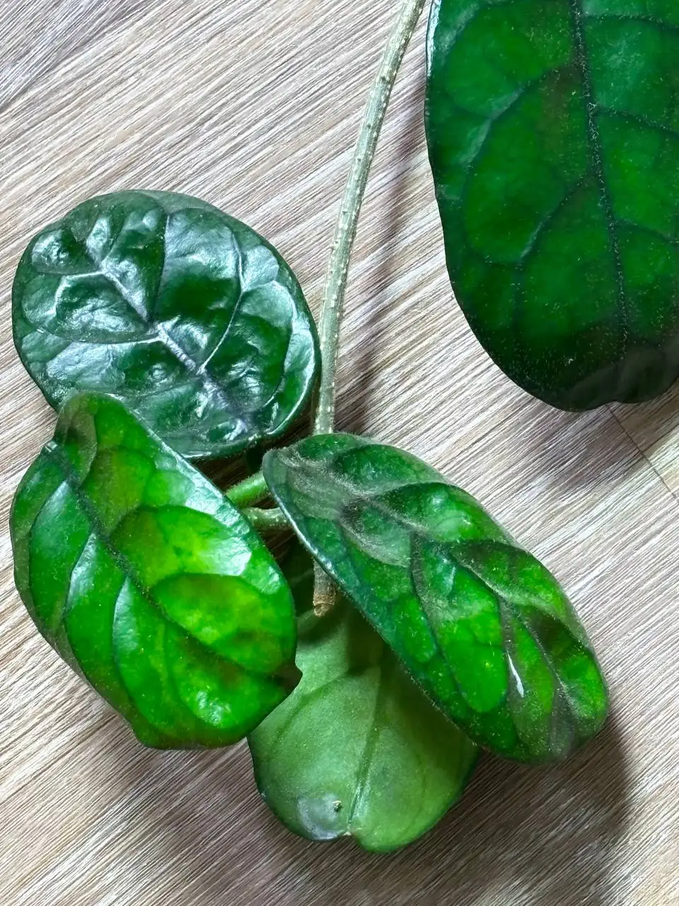 Хойя Виллоза - крупные плети и срезы - Комнатные растения (Хобби и отдых) в Красноярск