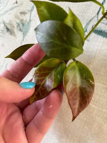 Хойя санрайз с плетями от 20см - Татуировки в Красноярск