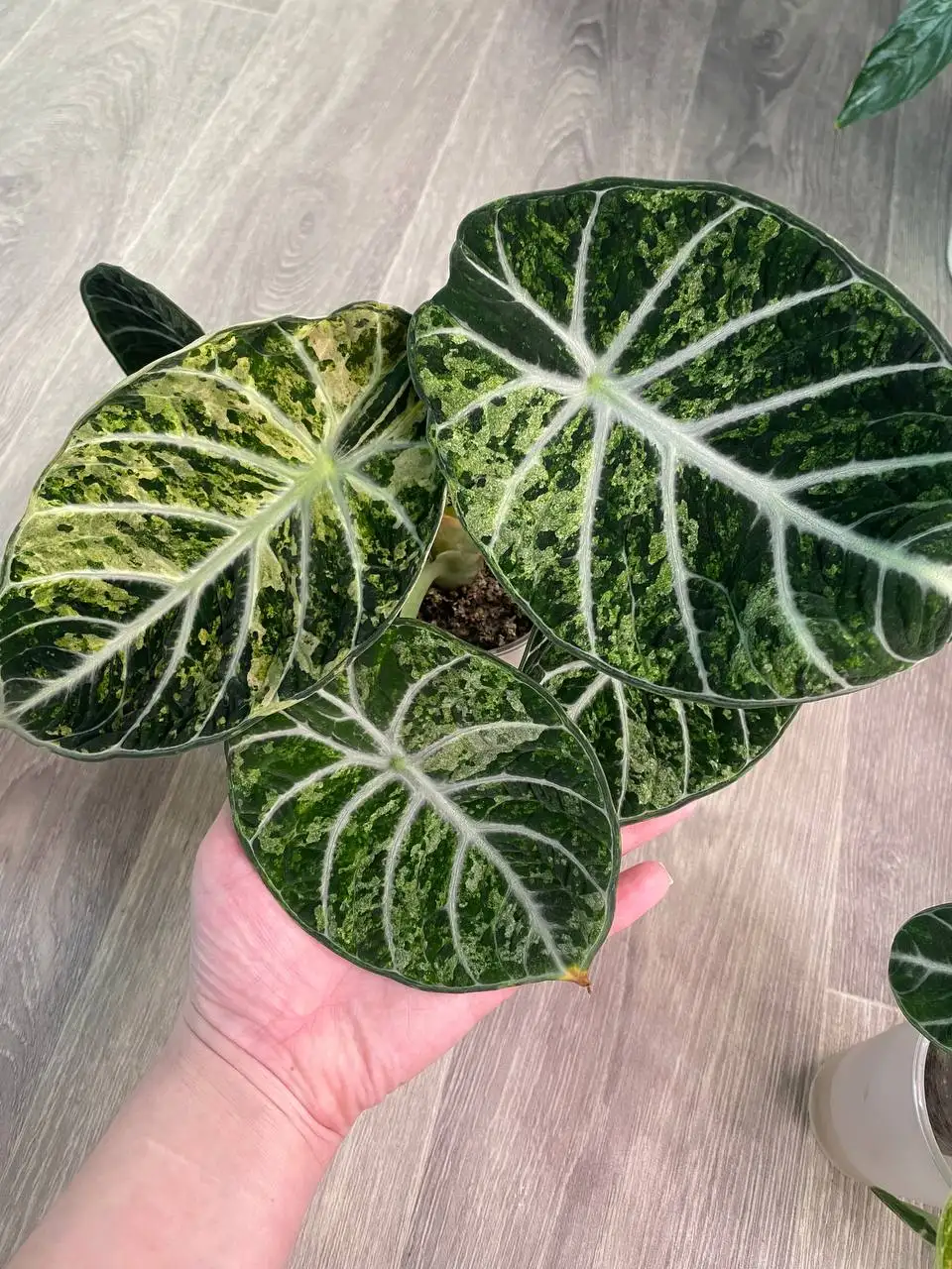 Продажа комнатных растений в Красноярске - Комнатные растения (Для дома и дачи) в Красноярск