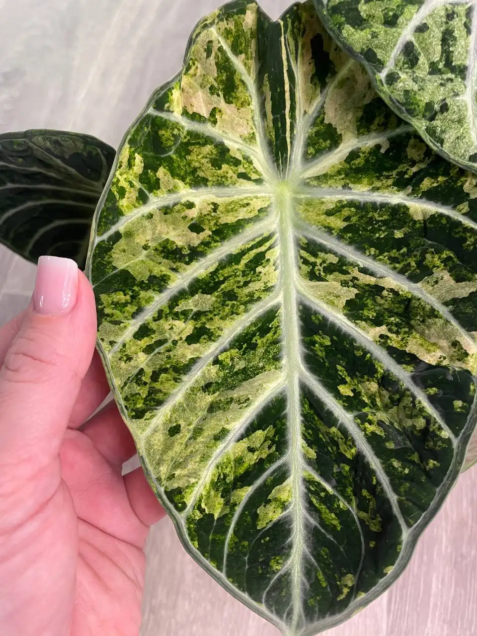 Продажа комнатных растений в Красноярске - Комнатные растения (Для дома и дачи) в Красноярск