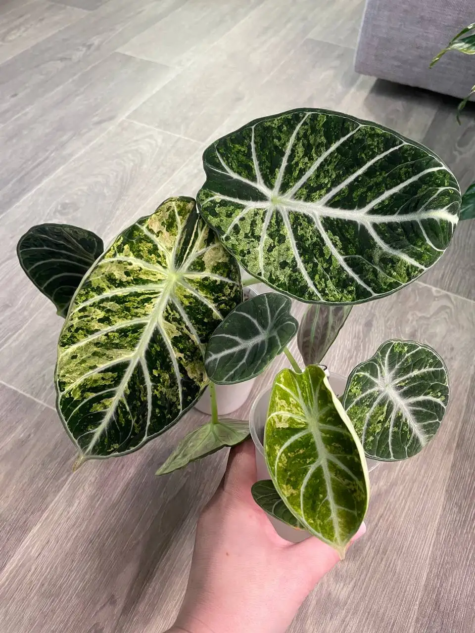 Продажа комнатных растений в Красноярске - Комнатные растения (Для дома и дачи) в Красноярск