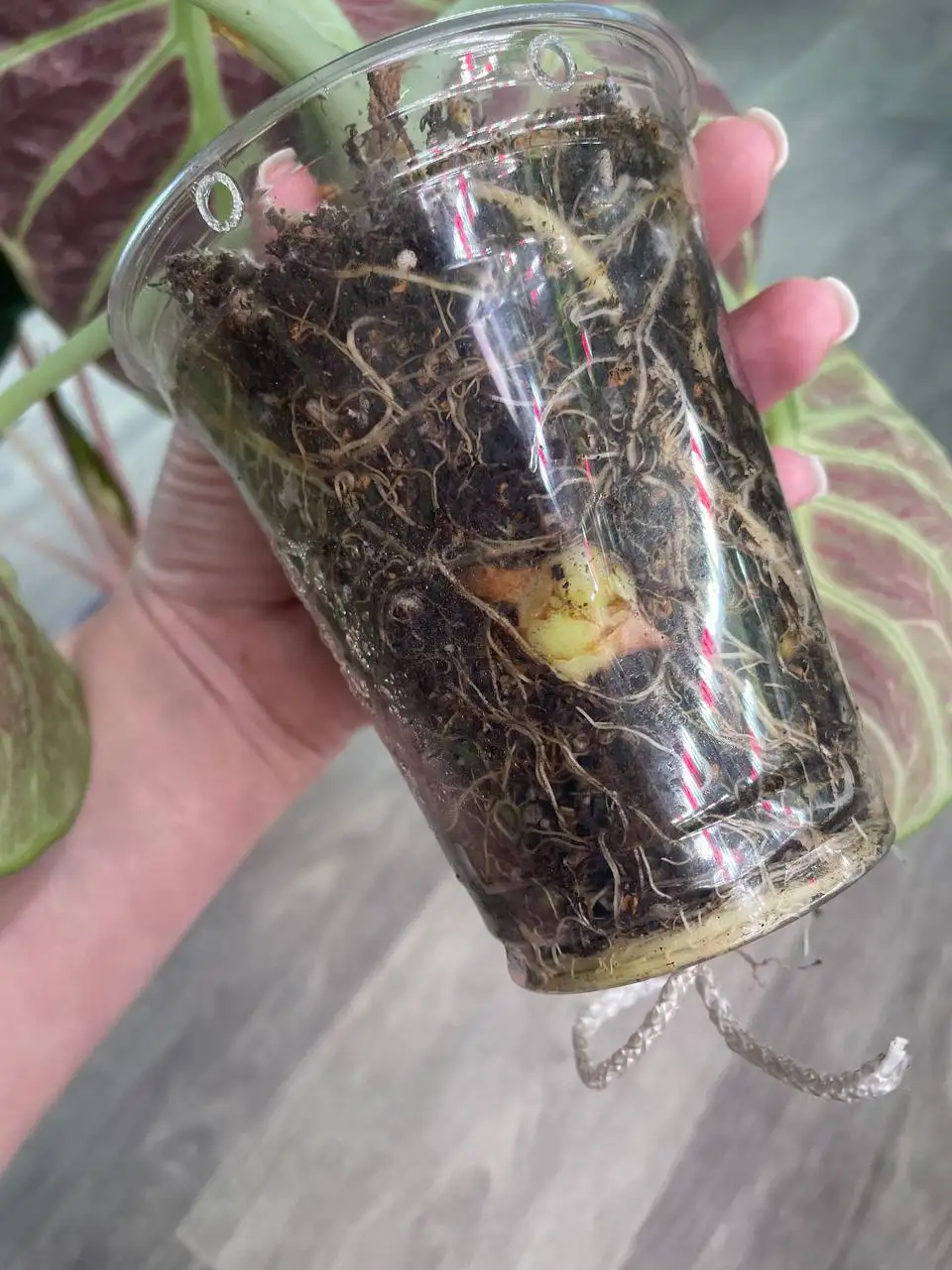 Продажа комнатных растений в Красноярске - Комнатные растения (Для дома и дачи) в Красноярск