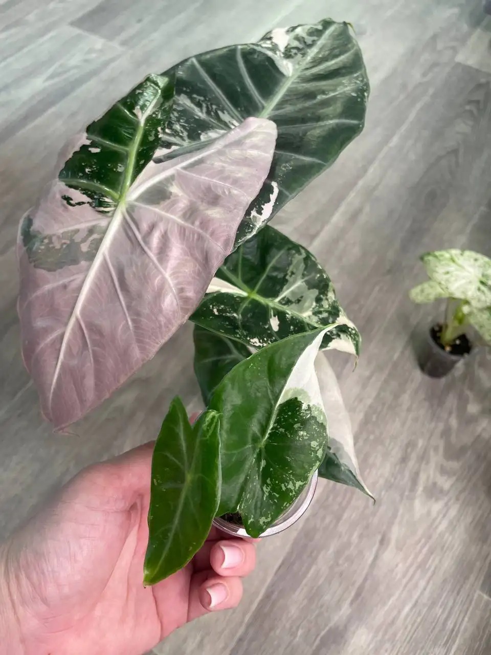 Продажа комнатных растений в Красноярске - Комнатные растения (Для дома и дачи) в Красноярск