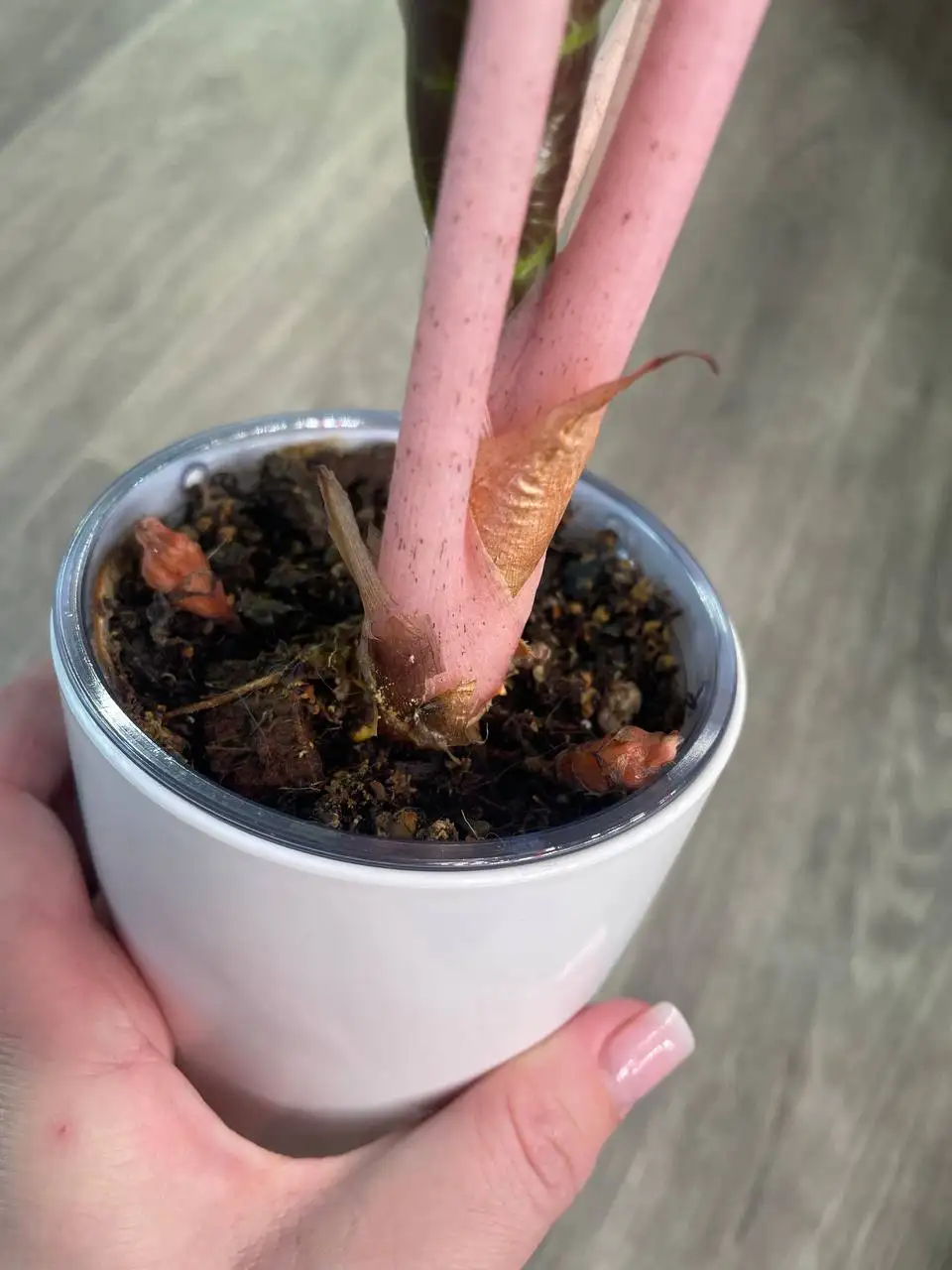 Продажа комнатных растений в Красноярске - Комнатные растения (Для дома и дачи) в Красноярск