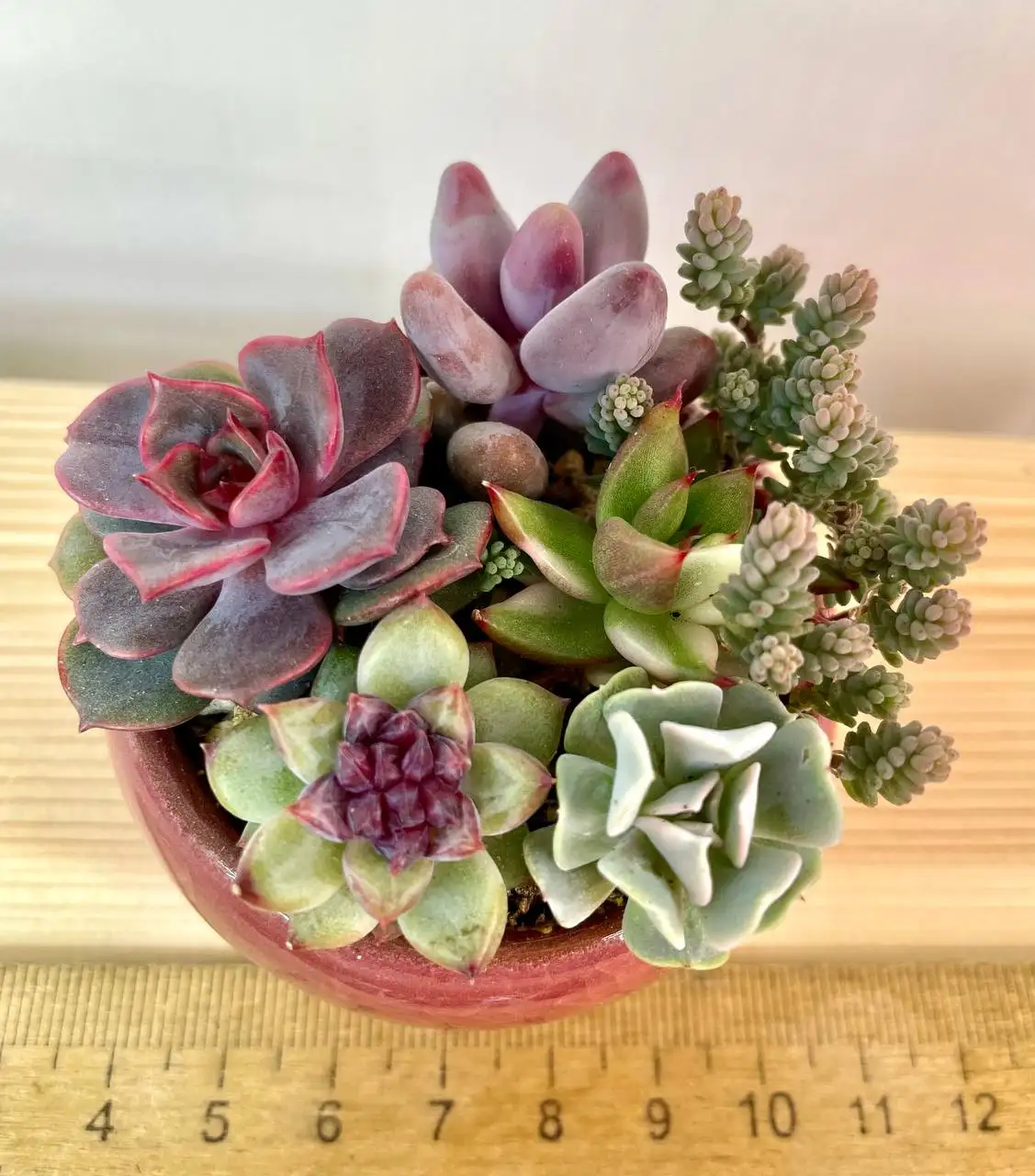 Суккулентные садики в наличии - Растения (Хобби и отдых) в Красноярск