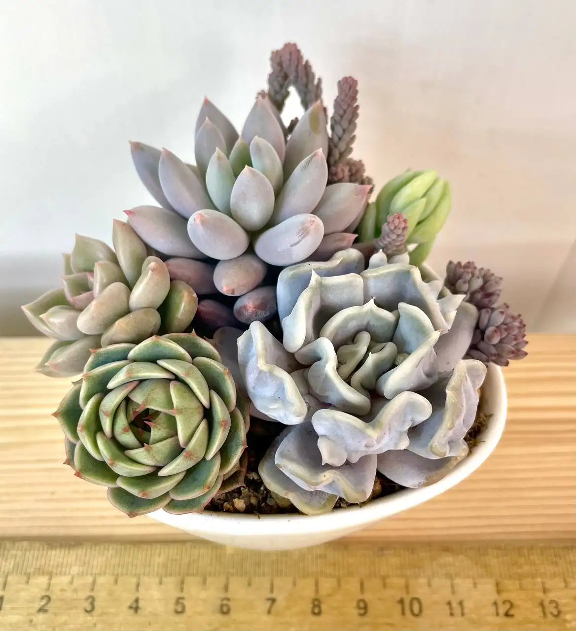 Суккулентные садики в наличии - Растения (Хобби и отдых) в Красноярск