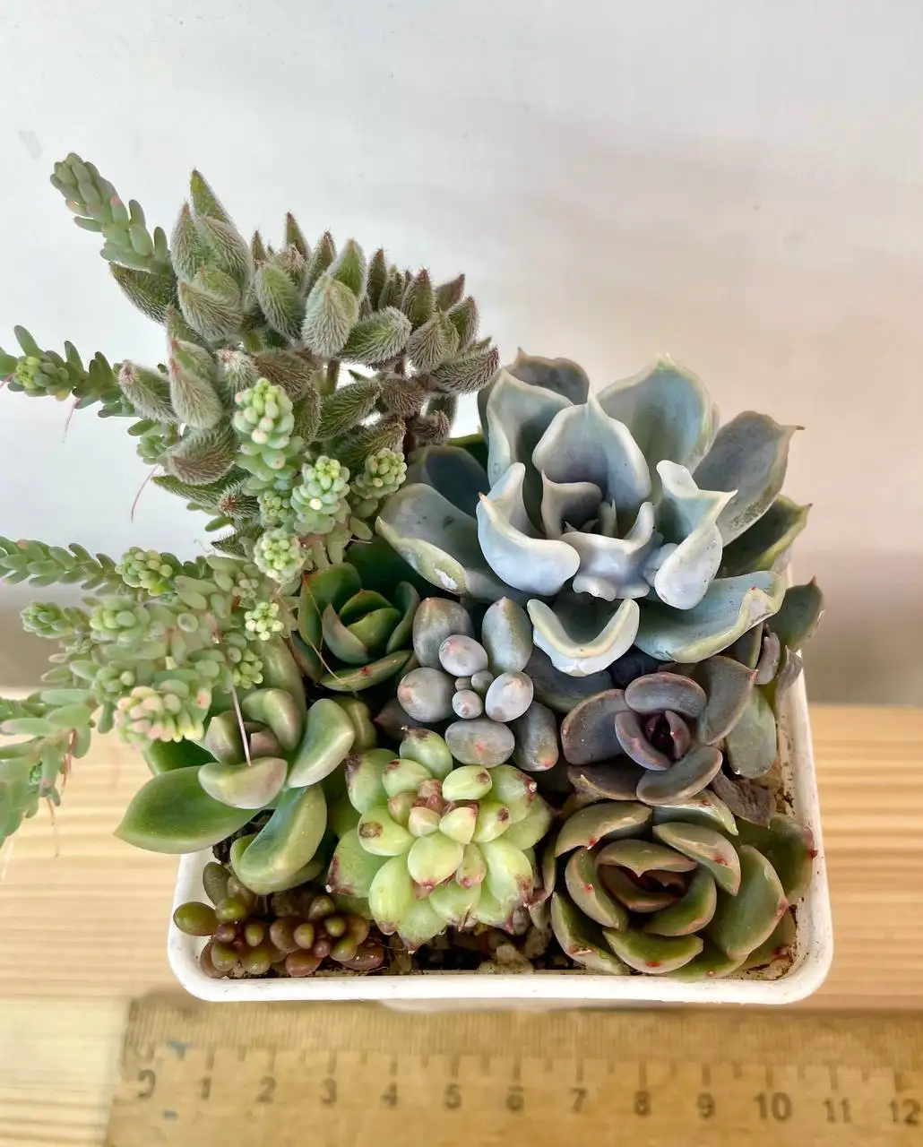 Суккулентные садики в наличии - Растения (Хобби и отдых) в Красноярск