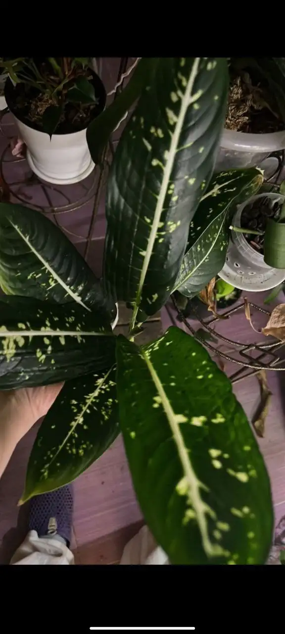 Диффенбахия с деткой в Покровском - Комнатные растения (Хобби и отдых) в Красноярск