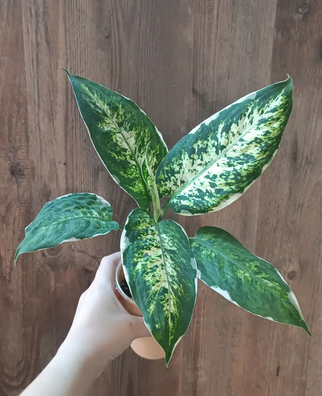 Диффенбахия Пасифик рим в стакане 0.5л - Комнатные растения (Хобби и отдых) в Красноярск