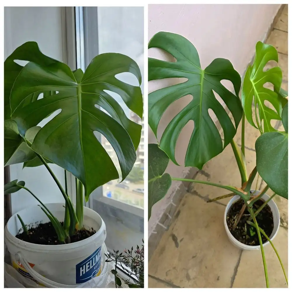 Продам монстеру - Комнатные растения (Хобби и отдых) в Красноярск