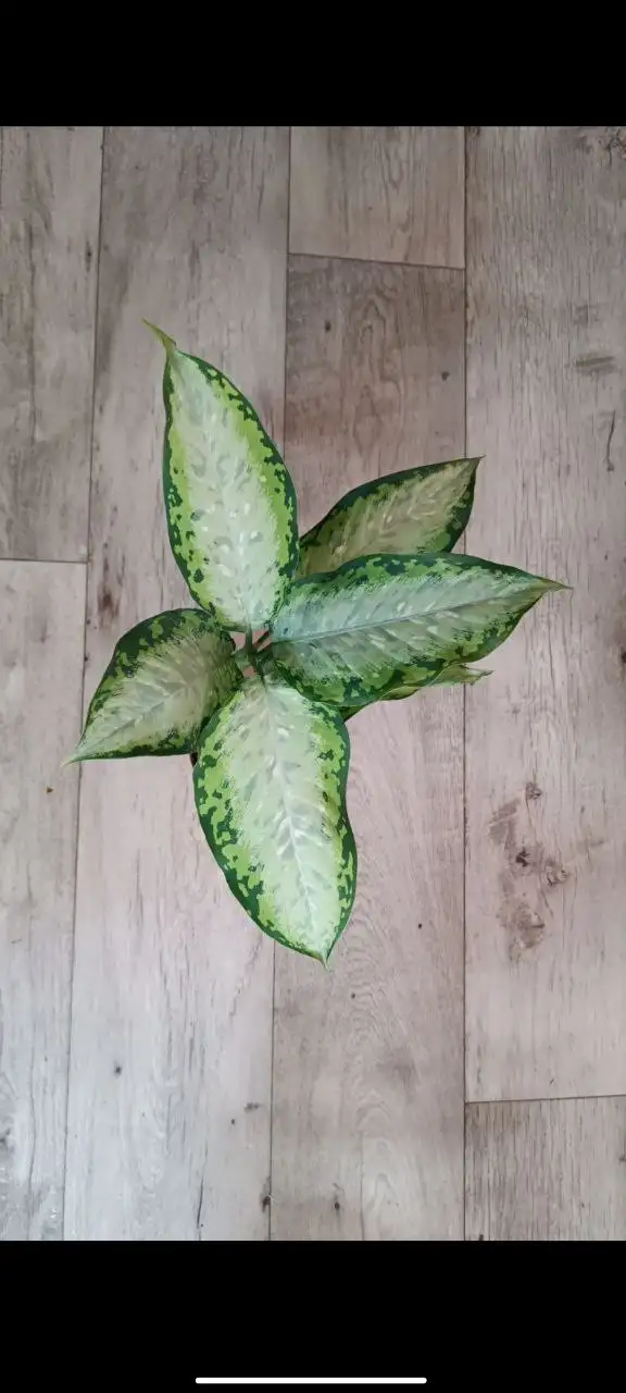 Диффенбахия Старлайт - Комнатные растения (Для дома и дачи) в Красноярск