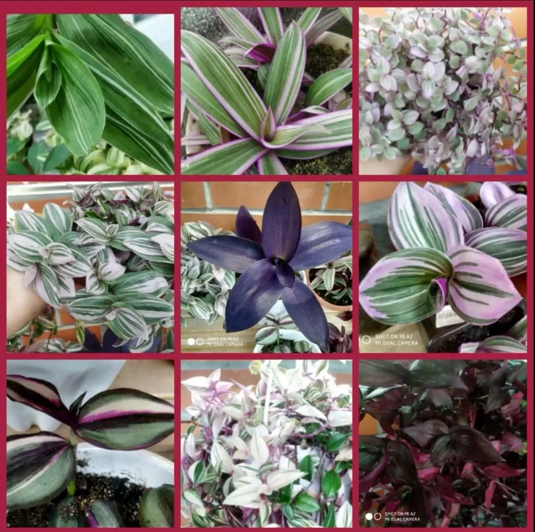 Продажа традесканций сортовых срезами с укоренением - Комнатные растения (Хобби и отдых) в Красноярск