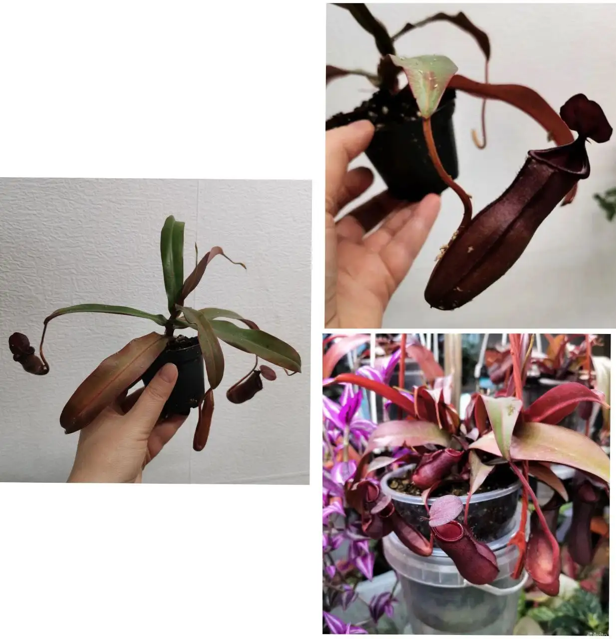 Непентес хищник с укоренением - Комнатные растения (Хобби и отдых) в Красноярск