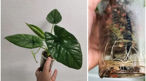 Алоказия Лукиван - молодое растение - Спорт и отдых в Красноярск